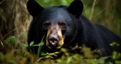 NC Warned ABout Bears