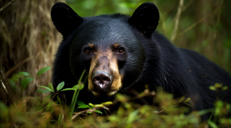 NC Warned ABout Bears