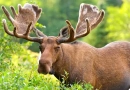 vecteezy_moose-in-velvet-feeding-in-the-wilderness_3379728