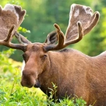 vecteezy_moose-in-velvet-feeding-in-the-wilderness_3379728