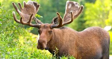 vecteezy_moose-in-velvet-feeding-in-the-wilderness_3379728