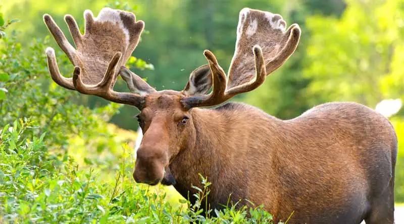 vecteezy_moose-in-velvet-feeding-in-the-wilderness_3379728