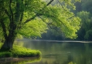 vecteezy_a-tranquil-riverbank-lined-with-budding-trees-and-vibrant_43033688