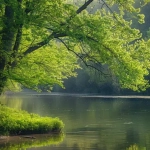 vecteezy_a-tranquil-riverbank-lined-with-budding-trees-and-vibrant_43033688