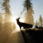 vecteezy_deer-male-in-forest-at-sunset_5661402