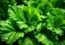 vecteezy_fresh-green-lettuce-with-water-drops-in-vegetable-garden_34083062