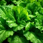 vecteezy_fresh-green-lettuce-with-water-drops-in-vegetable-garden_34083062