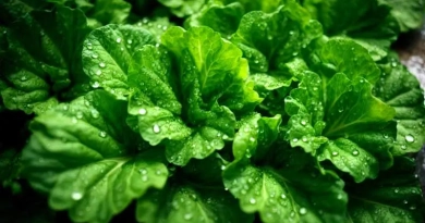 vecteezy_fresh-green-lettuce-with-water-drops-in-vegetable-garden_34083062