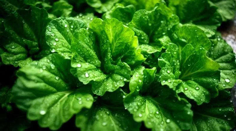 vecteezy_fresh-green-lettuce-with-water-drops-in-vegetable-garden_34083062