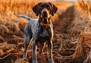 vecteezy_german-shorthaired-pointer-hunting-dog-in-the-field_25414490