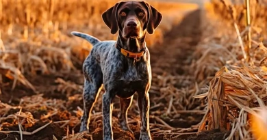 vecteezy_german-shorthaired-pointer-hunting-dog-in-the-field_25414490