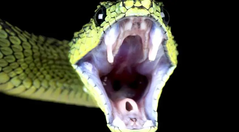 vecteezy_great-lakes-bush-viper-attacking-atheris-nitschei_2379248