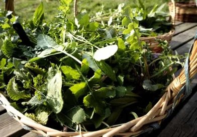 What are the best ways to find food in the wild? vecteezy_wild-grass-for-food-use_27088239