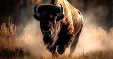 vecteezy_a-commanding-american-bison-its-majestic-horns-aglow-in-the_26003331