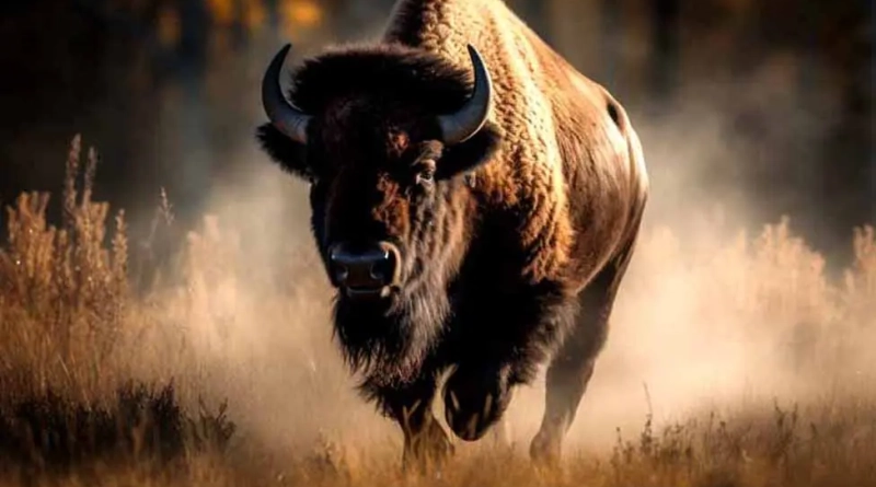 vecteezy_a-commanding-american-bison-its-majestic-horns-aglow-in-the_26003331