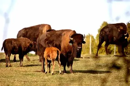 vecteezy_bison-calf-feeding-in-scenic-central-saskatchewan_6251345