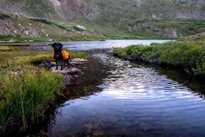 vecteezy_black-dog-by-colorado-lake_3149042 Lulu City via the Colorado River Trail, Rocky Mountain National Park