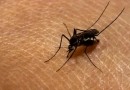 vecteezy_close-up-of-a-mosquito-sucking-blood_35418396