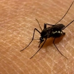 vecteezy_close-up-of-a-mosquito-sucking-blood_35418396