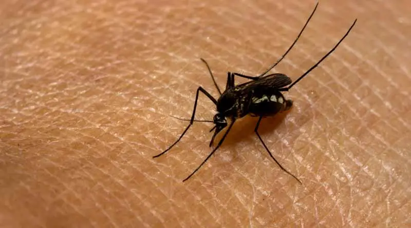 vecteezy_close-up-of-a-mosquito-sucking-blood_35418396