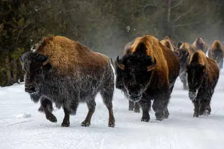 vecteezy_herd-of-american-bison-yellowstone-national-park-winter_6749028