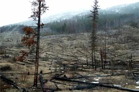 vecteezy_landscape-of-a-forest-area-after-a-fire-dead-trees_3735468