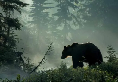 How Do I Hike Safely in Bear Country? vecteezy_silhouetted-brown-bear-in-misty-forest-dawn_44039666